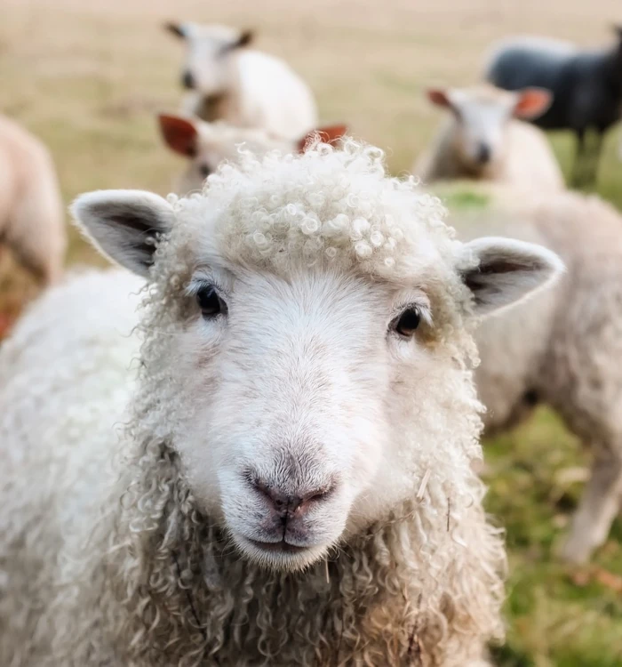 mouton de façe dans un champ