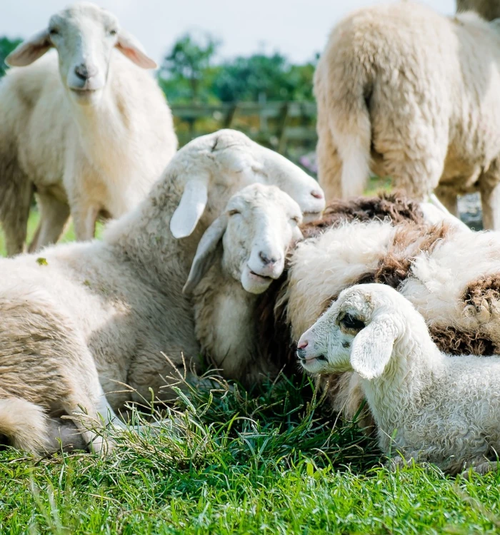 groupe de moutons qui font la sieste dans un champ