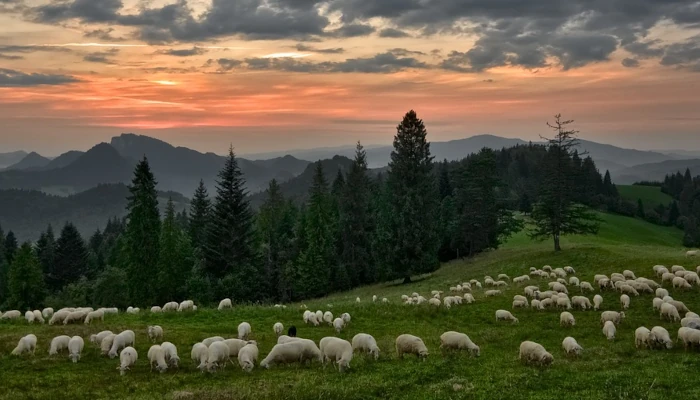 moutons qui paissent dans un champ