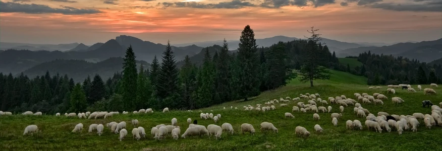 moutons qui paissent dans un champ