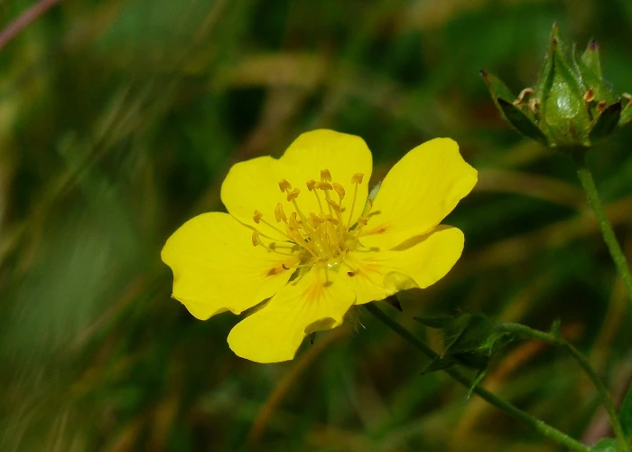 fleur hélianthème