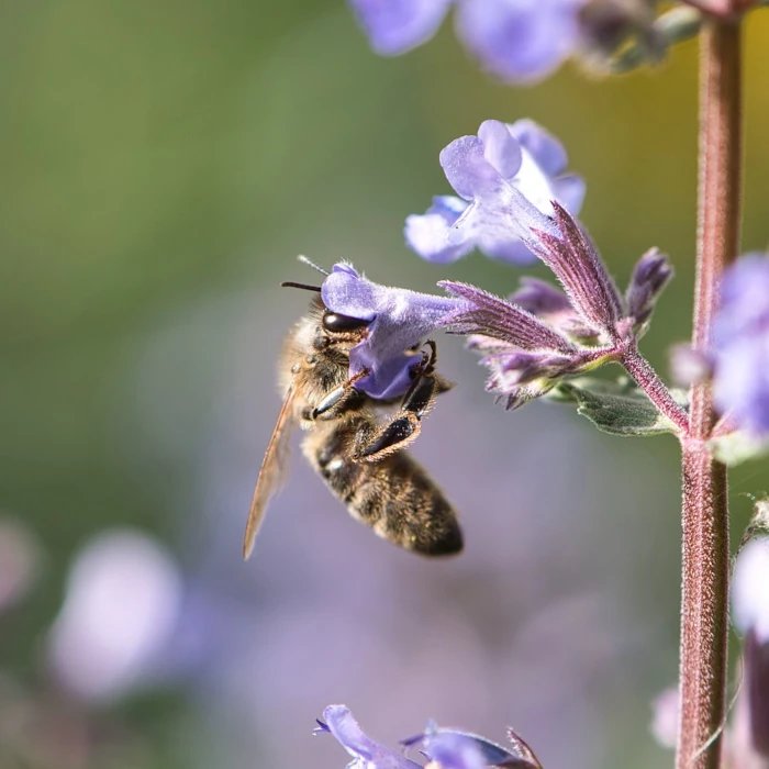 abeille qui butine pollen fleur