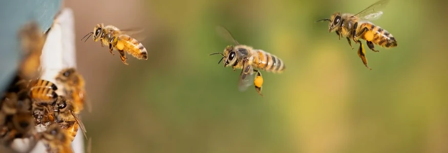 abeilles qui rentrent à la ruche