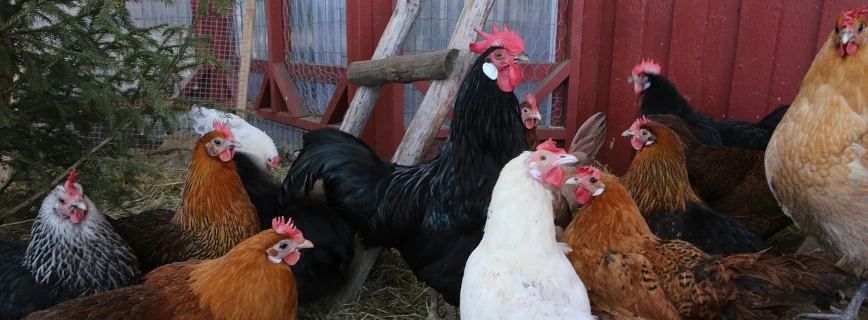 poules et coq devant poulailler