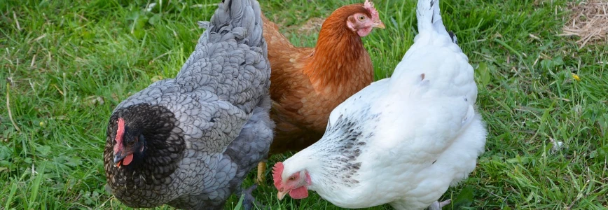 poules pondeuses dans herbe