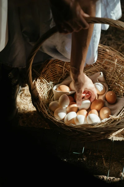 ramassage oeufs poules