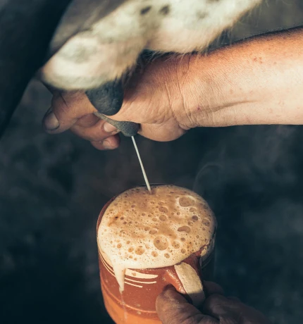 traite lait de chèvre