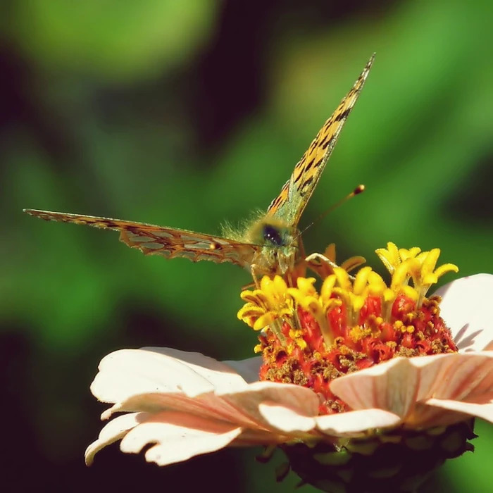 papillon pollinisateur sur fleur