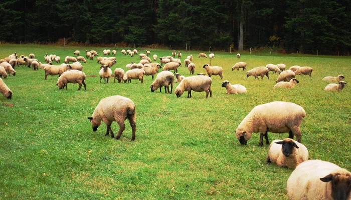 troupeau de brebis dans paturage