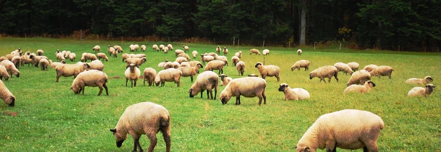 troupeau de brebis dans paturage