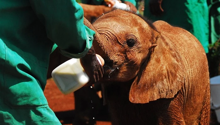 bénévolat nourrissage bébés éléphants