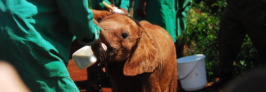 bénévolat nourrissage bébés éléphants