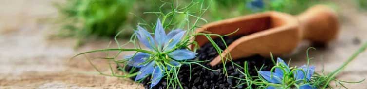 graines de nigelle