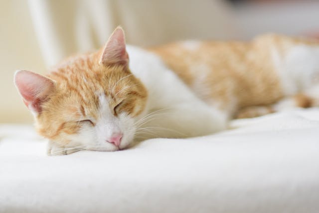 chat qui dort paisiblement