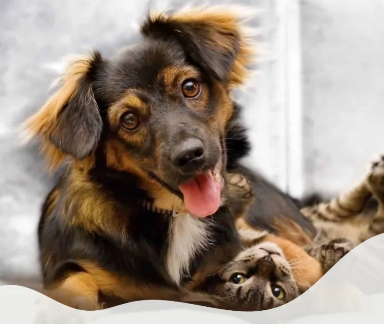 chien et chat en train de jouer