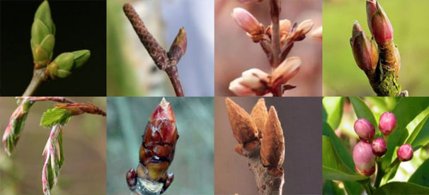 bourgeons biogemm