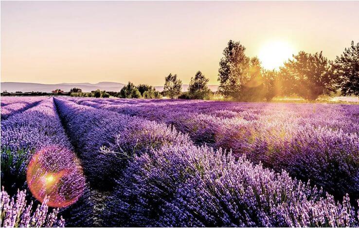 Champ de lavande Florame