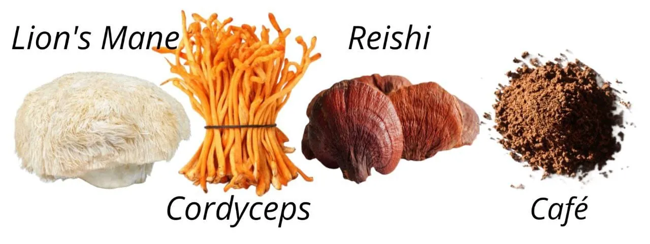 champignons manalab